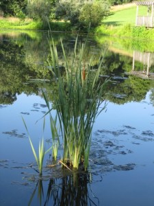 Variegated cattail seems to be taking. We were told it's not invasive. We'll see.