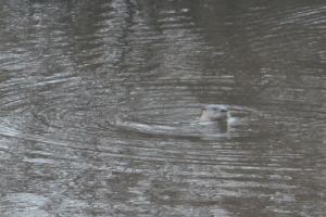 Otter