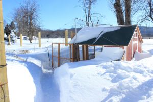 coop in snow