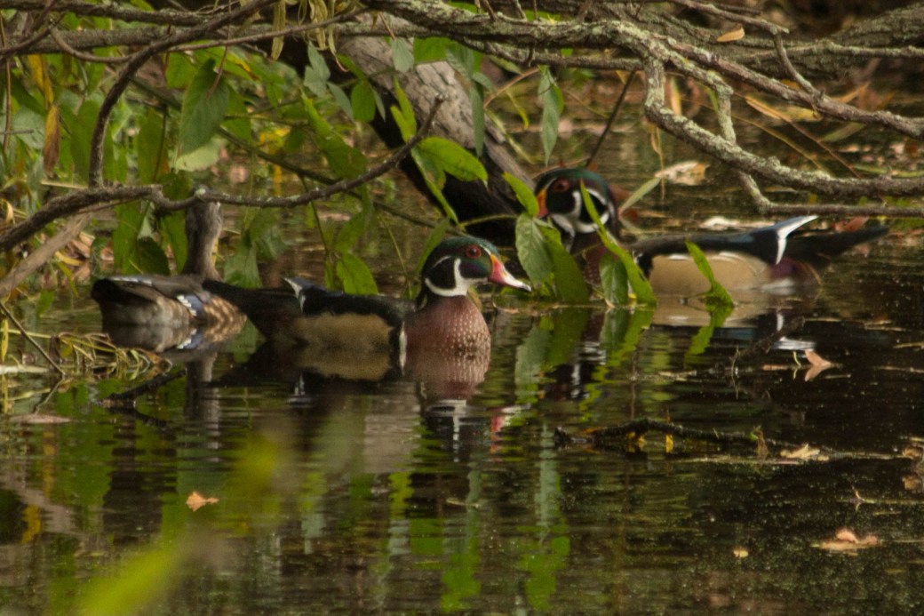 wood ducks