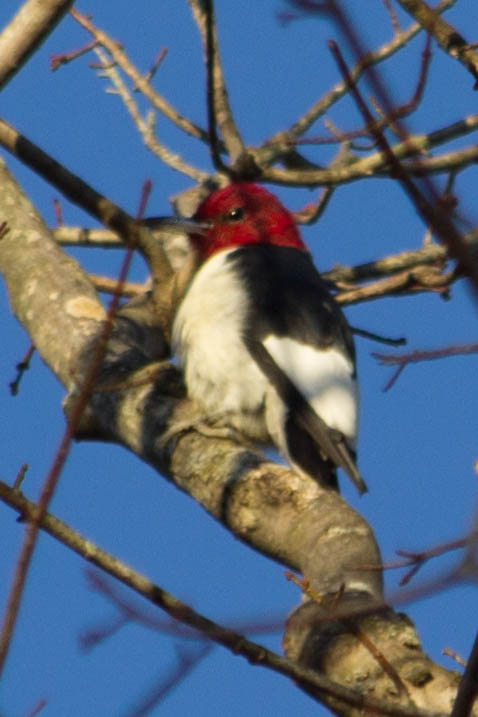 red headed woodpecker