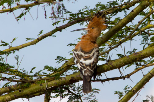 hoopoe