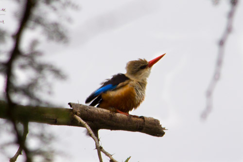 kingfisher